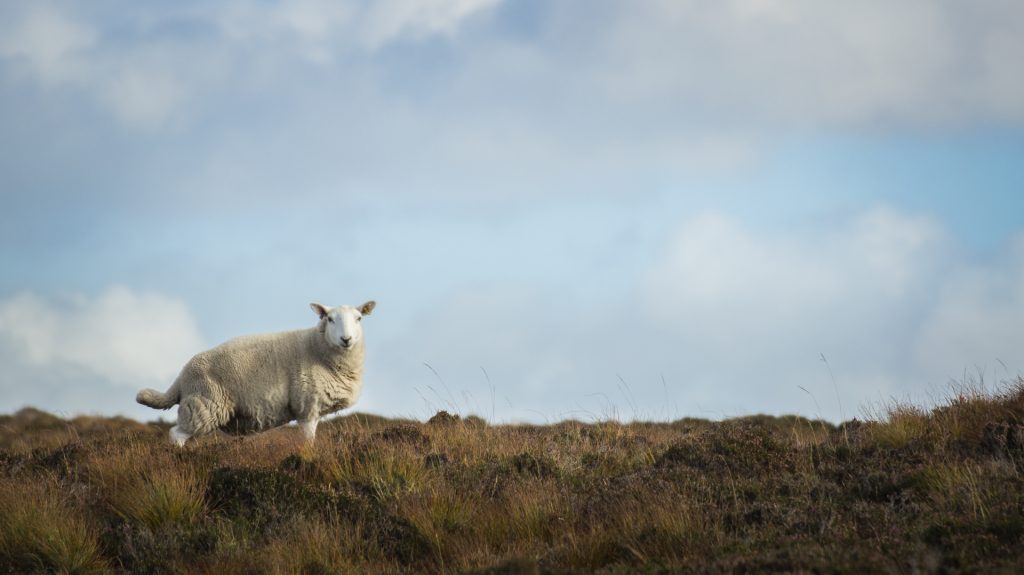 Scottish Sheep Ⅱ