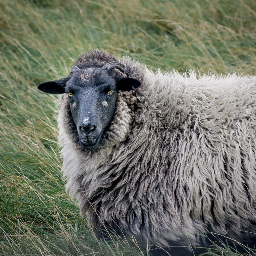 Scottish Sheep Ⅲ